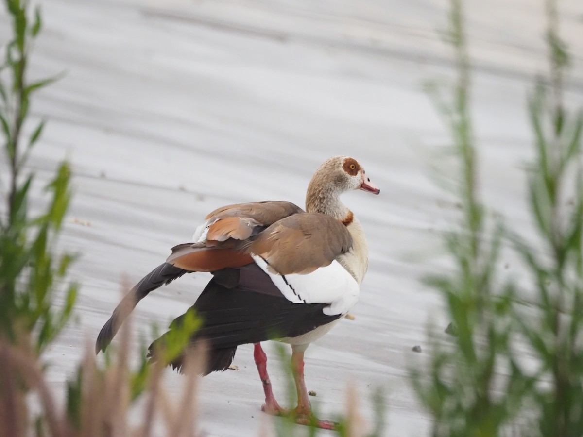 Egyptian Goose - ML636651784