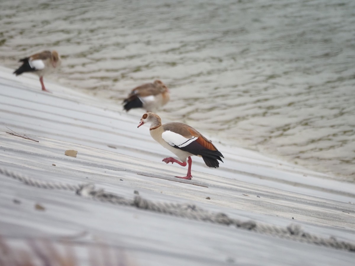 Egyptian Goose - ML636651803