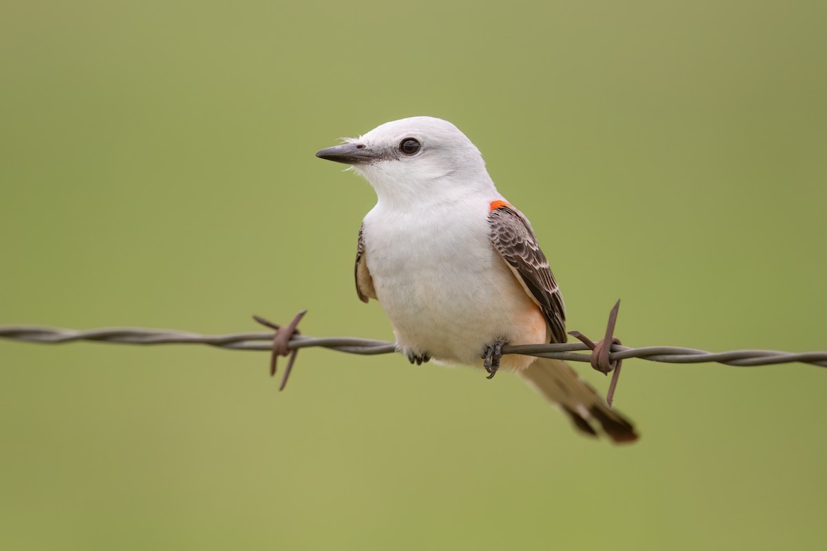 Scissor-tailed Flycatcher - ML636651819