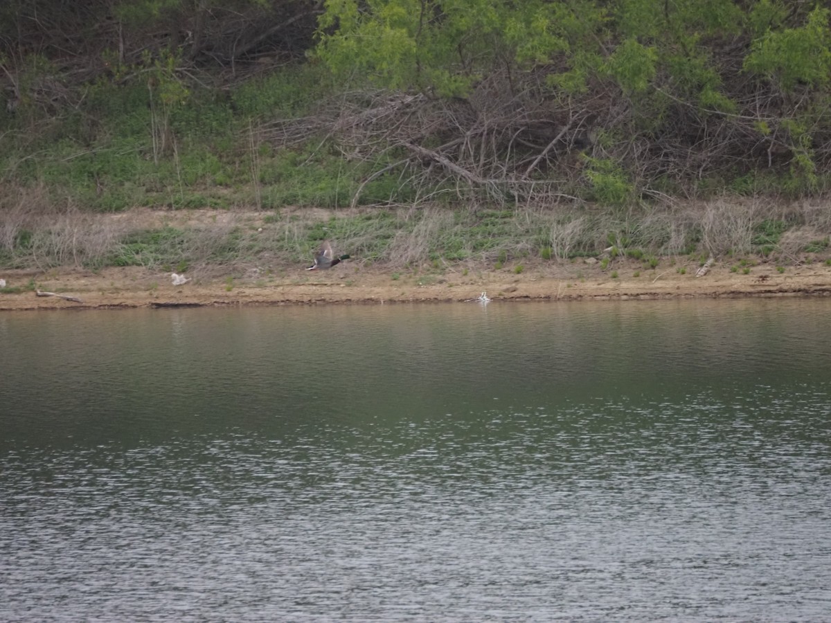 Mallard - ML636651834