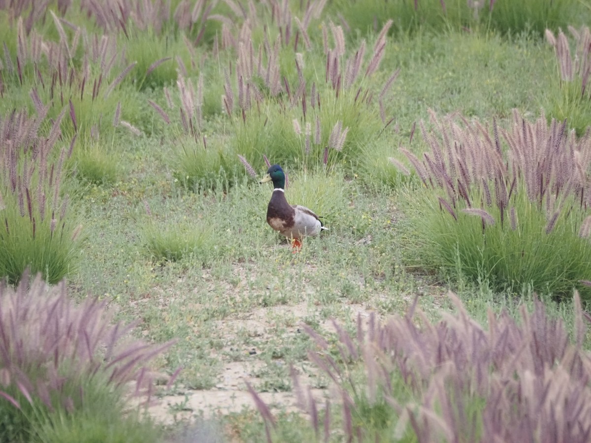 Mallard - ML636651875