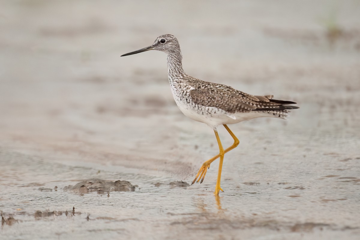 vodouš velký - ML636651897