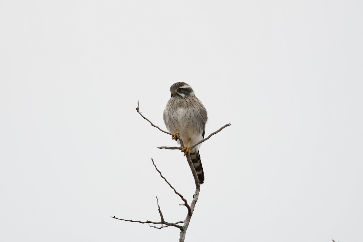 Spot-winged Falconet - ML636651916