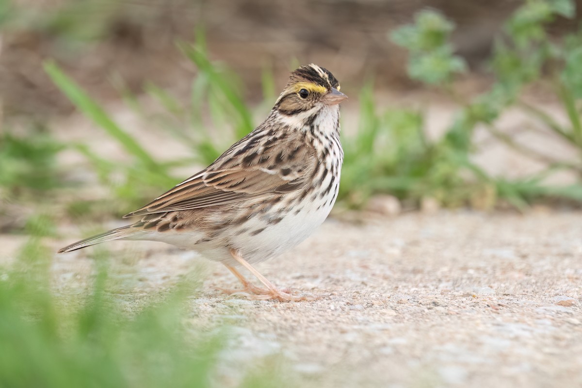 strnadec luční - ML636651922