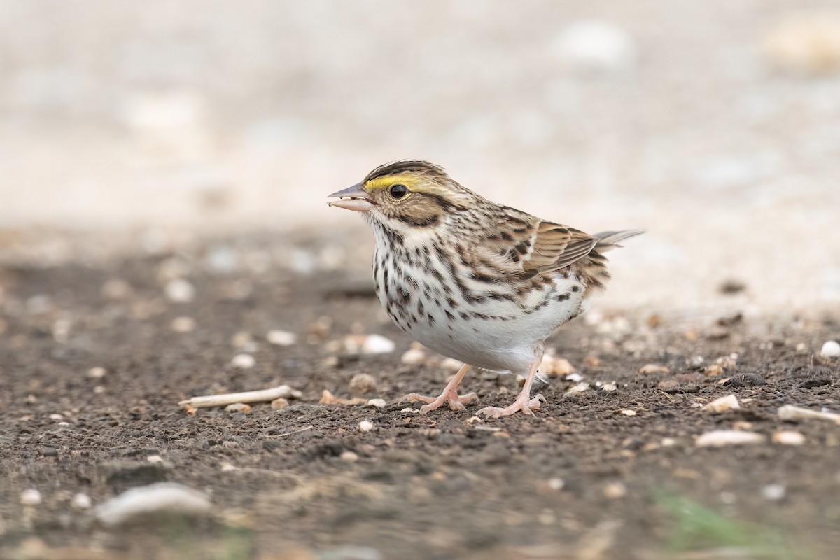 strnadec luční - ML636651923