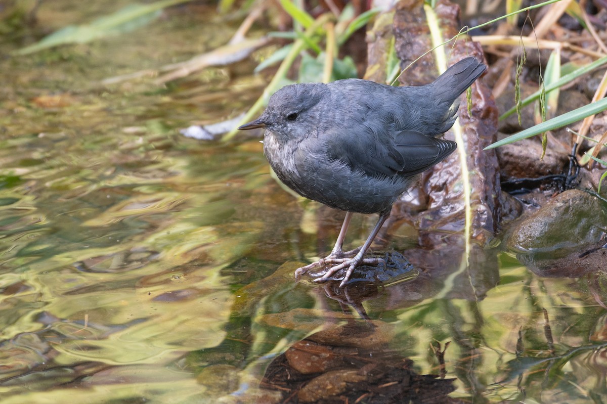 skorec šedý [skupina mexicanus] - ML636651973