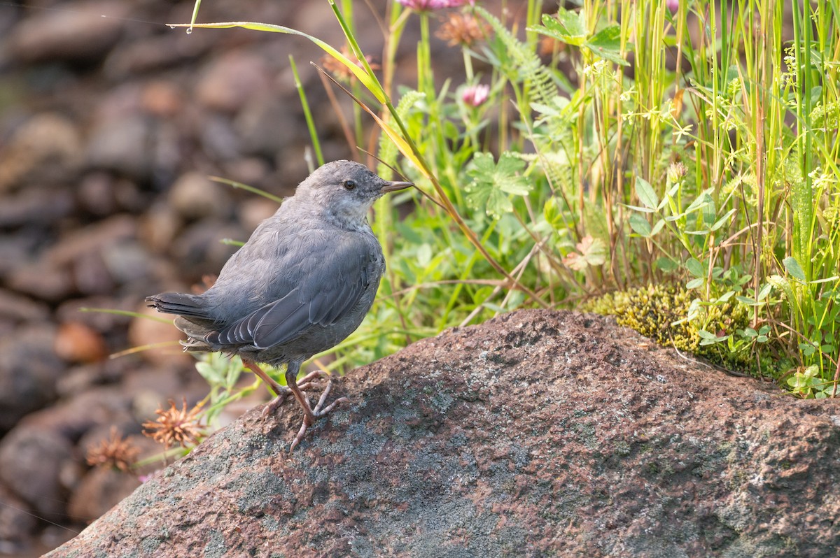 skorec šedý [skupina mexicanus] - ML636651974