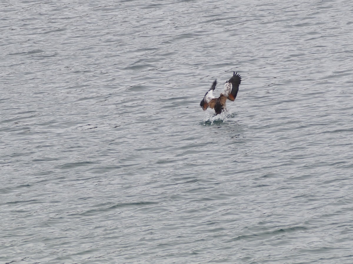 Egyptian Goose - ML636652006