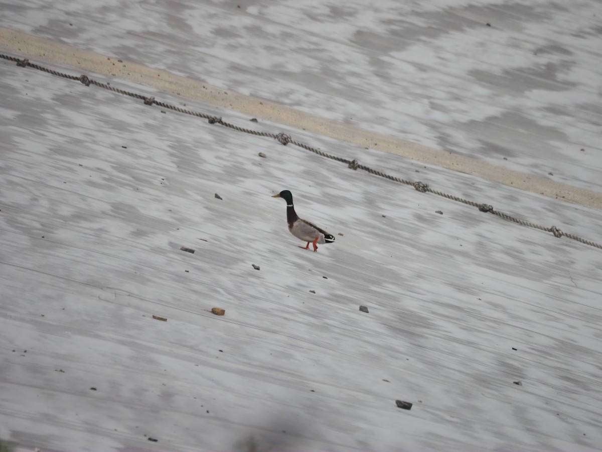 Mallard - ML636652044