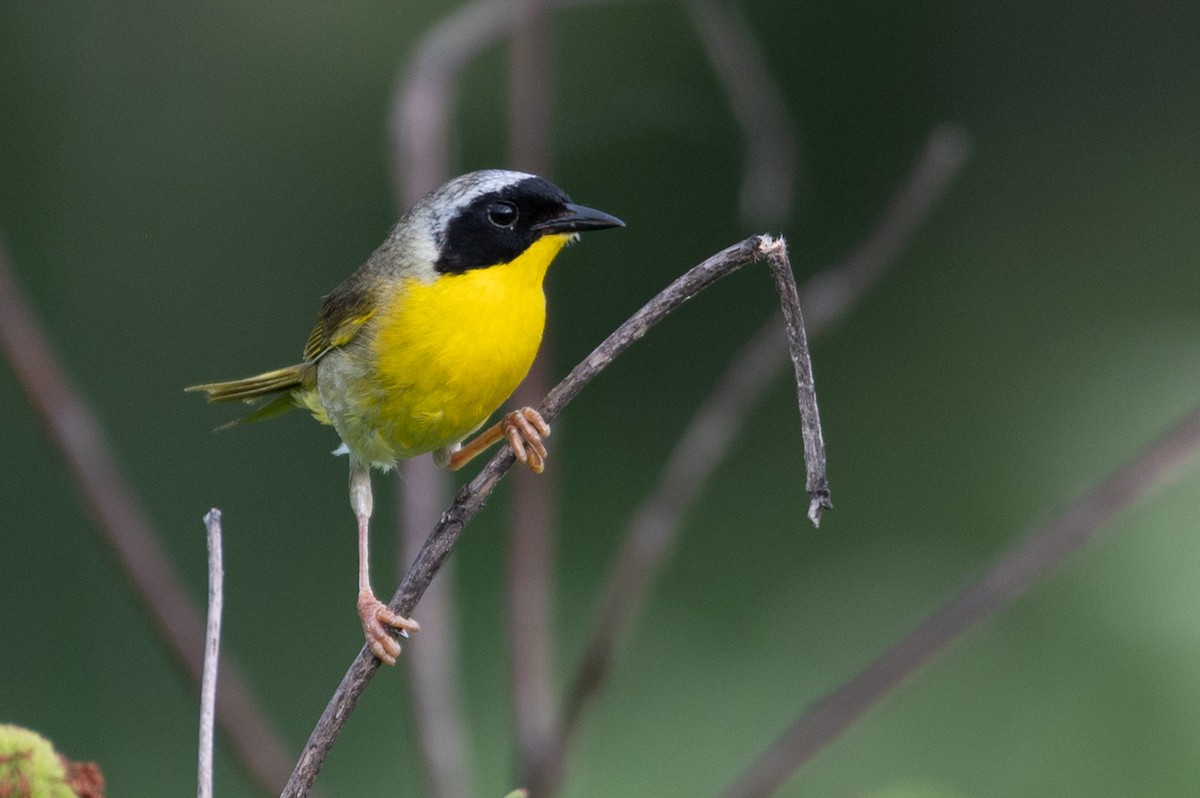 lesňáček žlutohrdlý - ML636652079