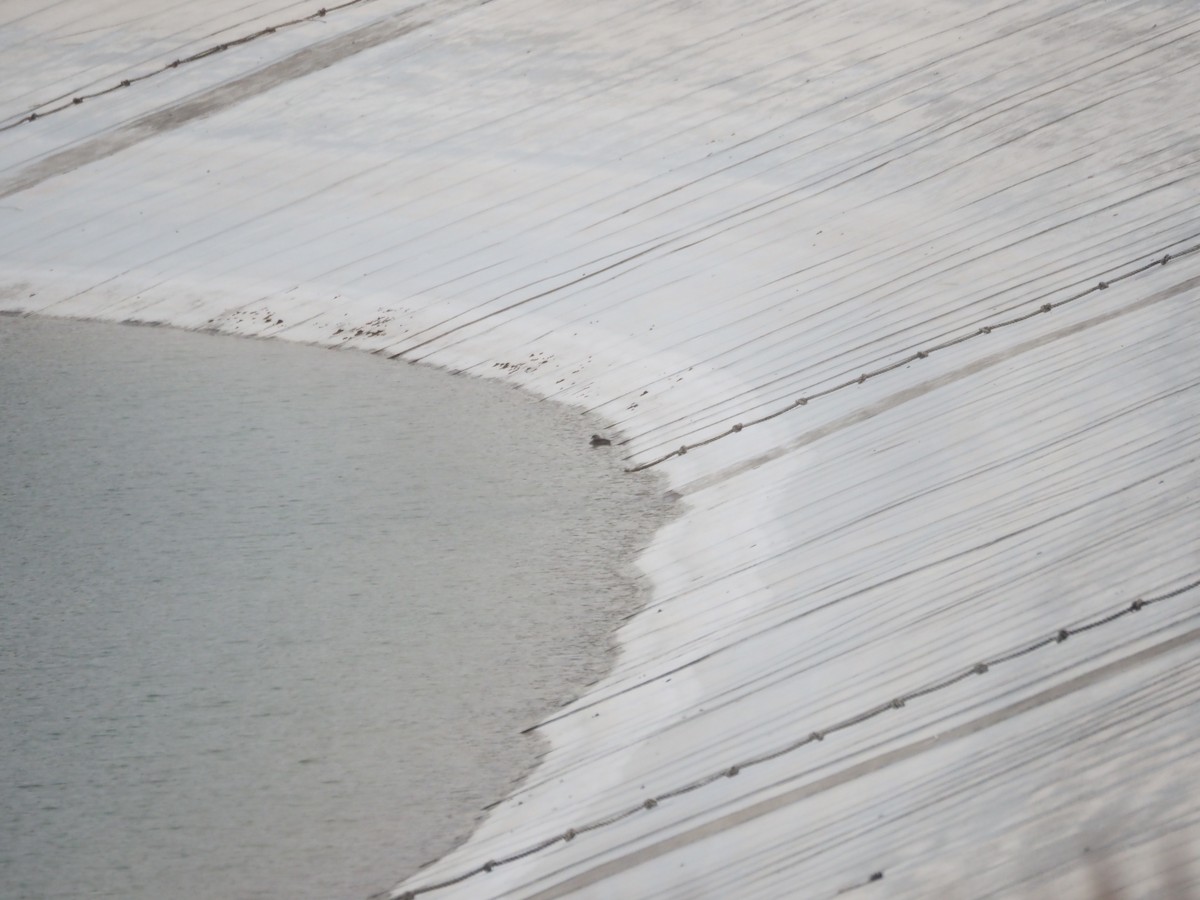Pied-billed Grebe - ML636652095