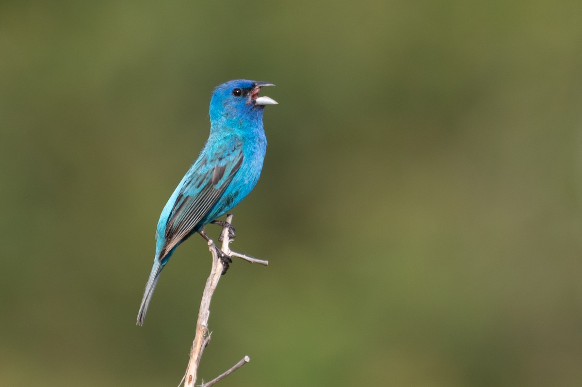 papežík indigový - ML636652097