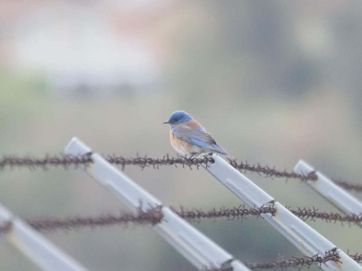 Western Bluebird - ML636652116