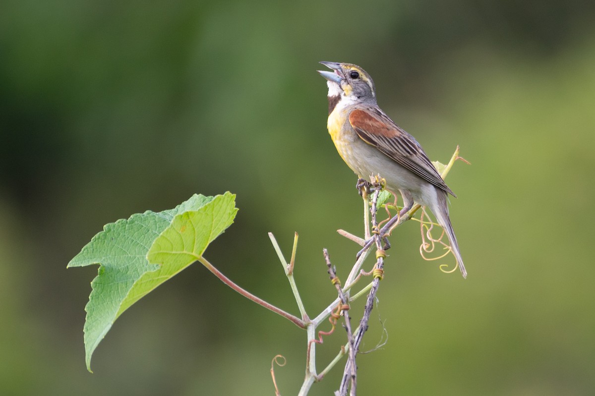 papežík americký - ML636652129