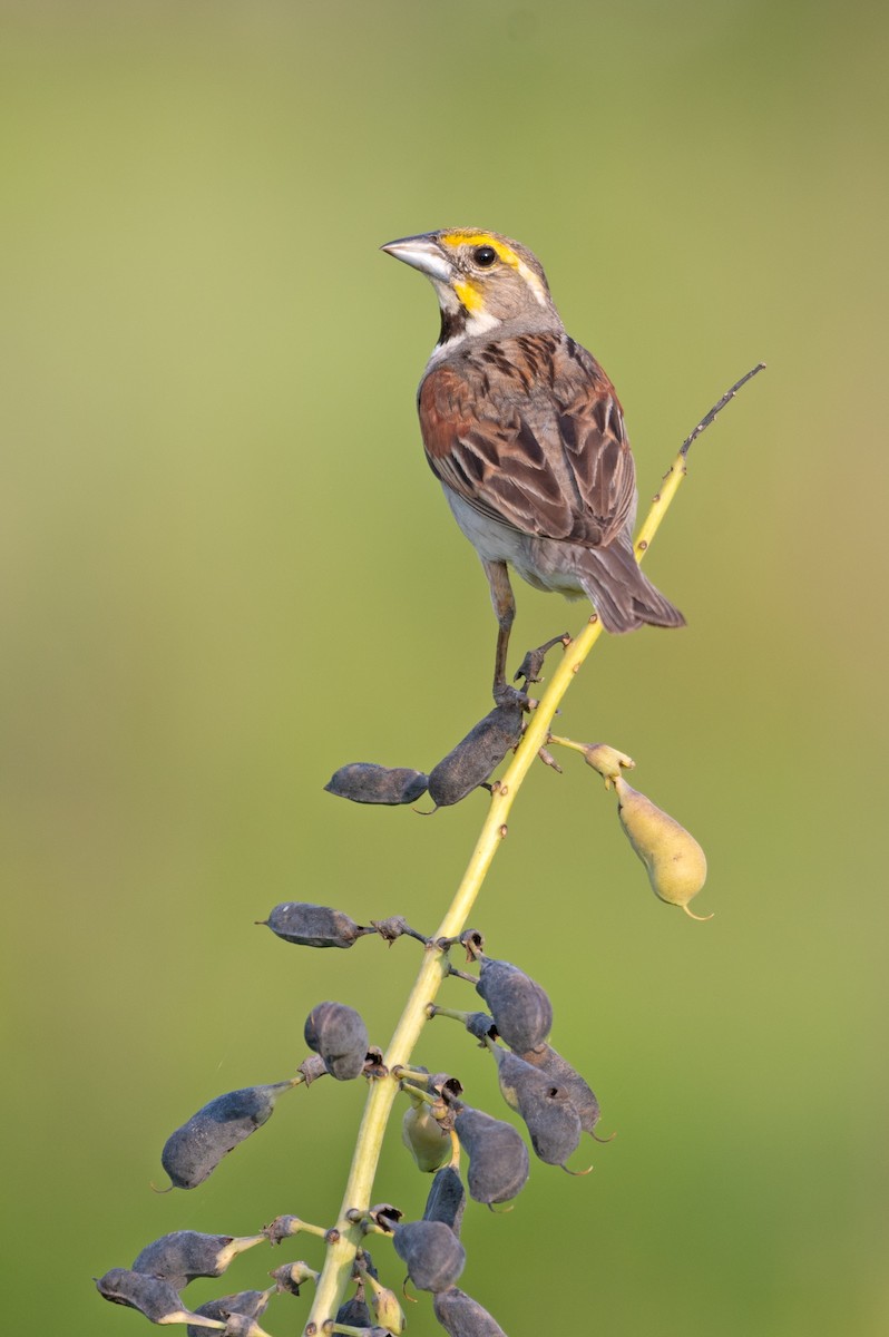 papežík americký - ML636652132