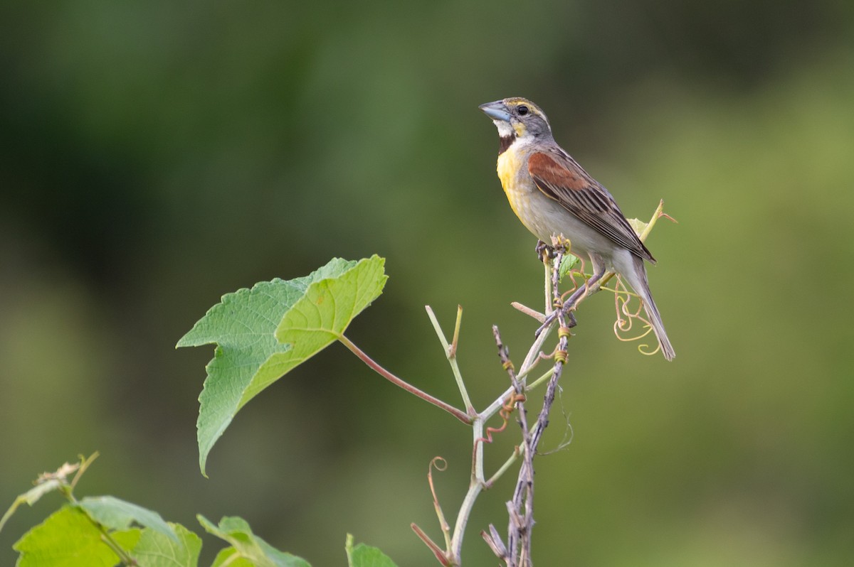 papežík americký - ML636652133