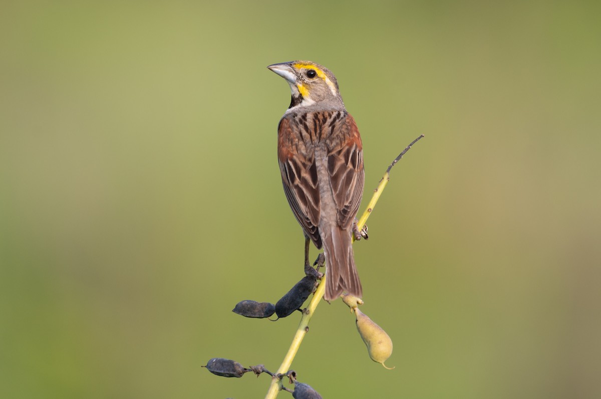 papežík americký - ML636652134