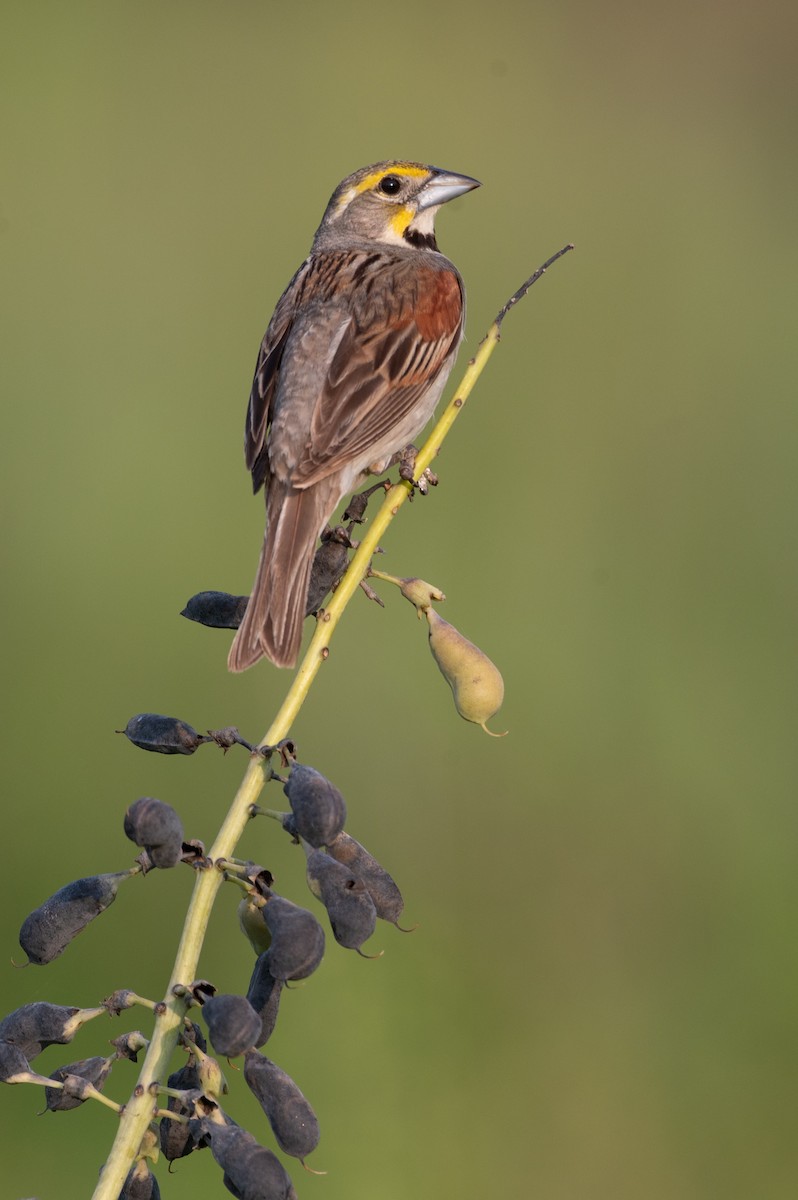 papežík americký - ML636652135