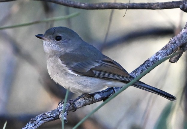 Golden Whistler - ML636652136