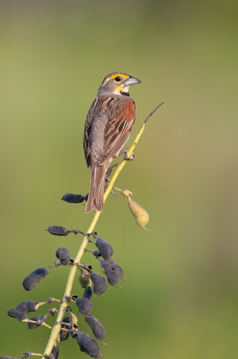 papežík americký - ML636652138