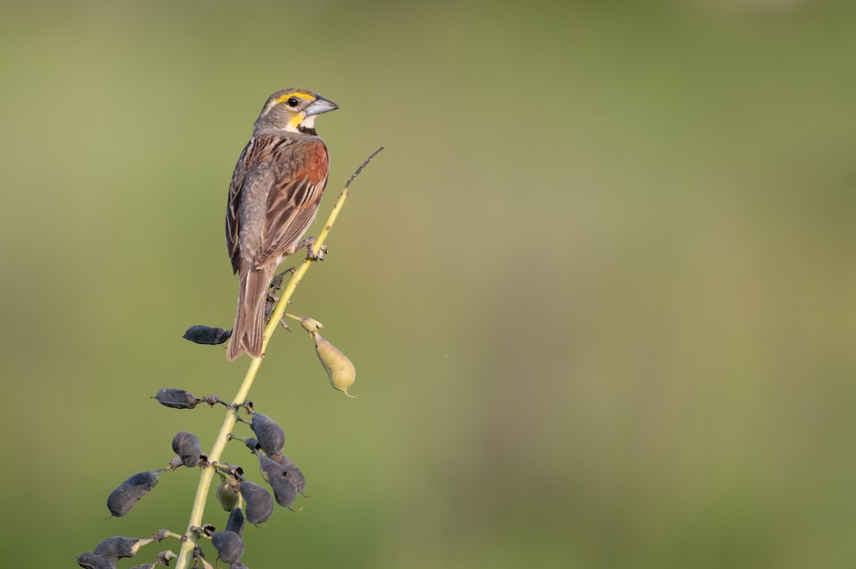 papežík americký - ML636652139