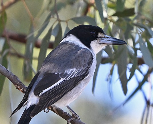 Gray Butcherbird - ML636652153