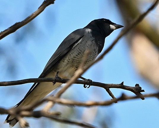 White-bellied Cuckooshrike - ML636652182