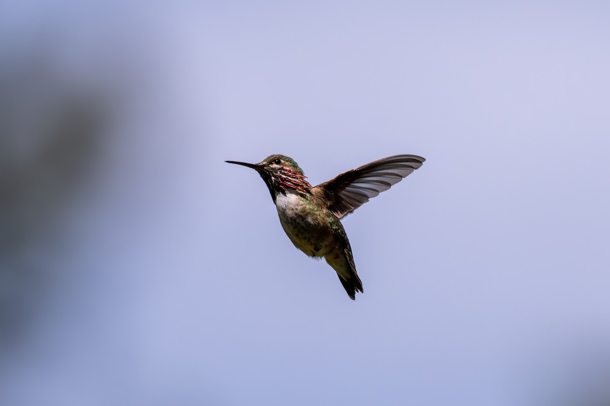 Calliope Hummingbird - ML636652186
