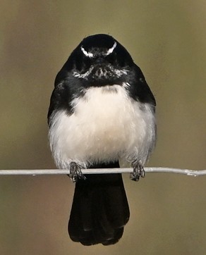 Willie-wagtail - ML636652188