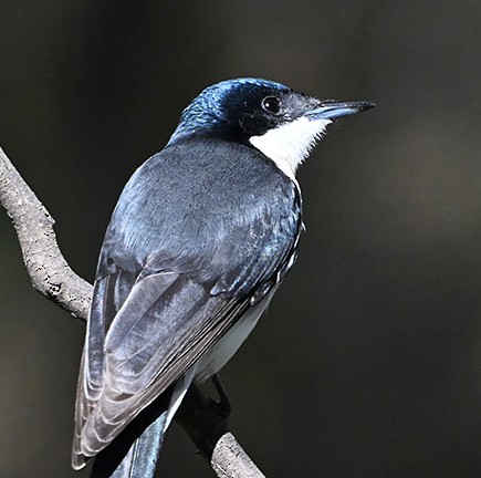 Restless Flycatcher - ML636652192