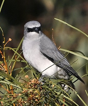 White-bellied Cuckooshrike - ML636652219