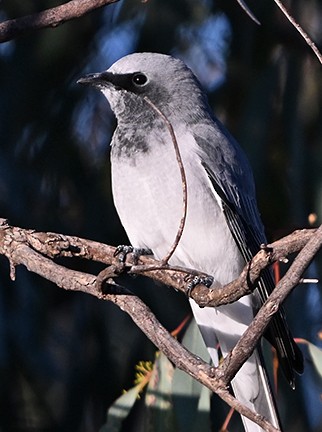 White-bellied Cuckooshrike - ML636652221