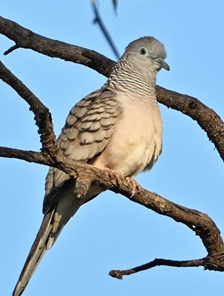 Peaceful Dove - ML636652248