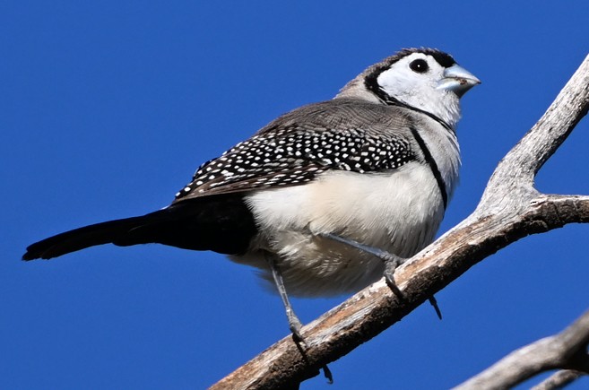 Double-barred Finch - ML636652257