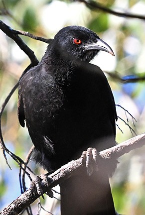 White-winged Chough - ML636652300