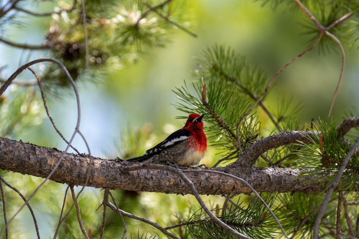 Red-breasted Sapsucker - ML636652353