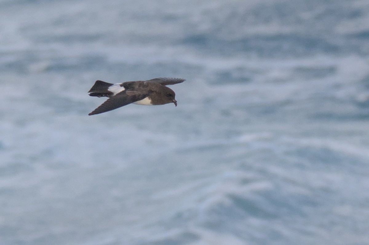 White-bellied Storm-Petrel - ML636652382