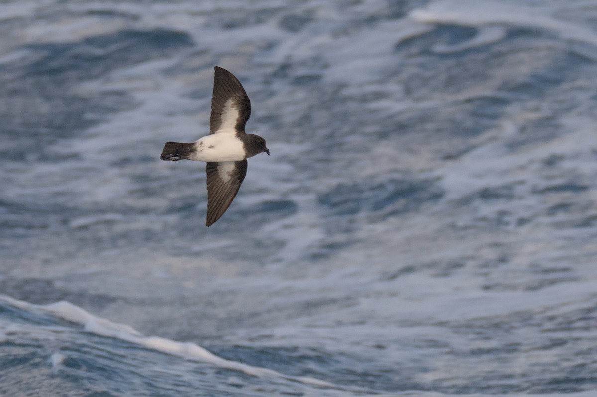 White-bellied Storm-Petrel - ML636652383
