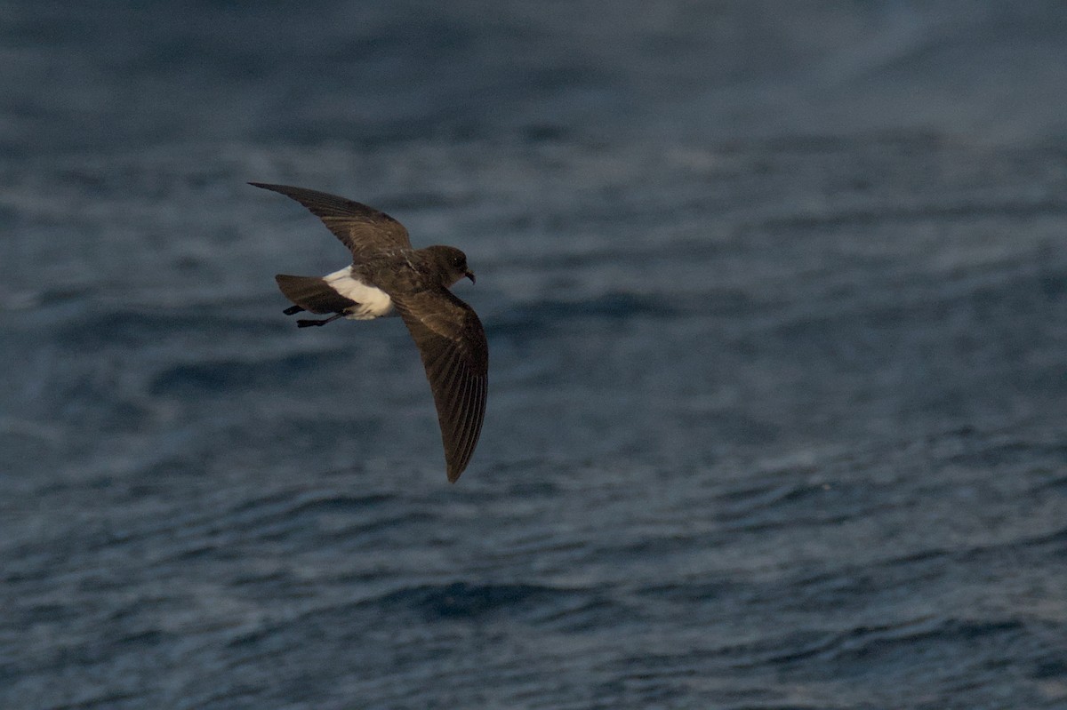 White-bellied Storm-Petrel - ML636652384