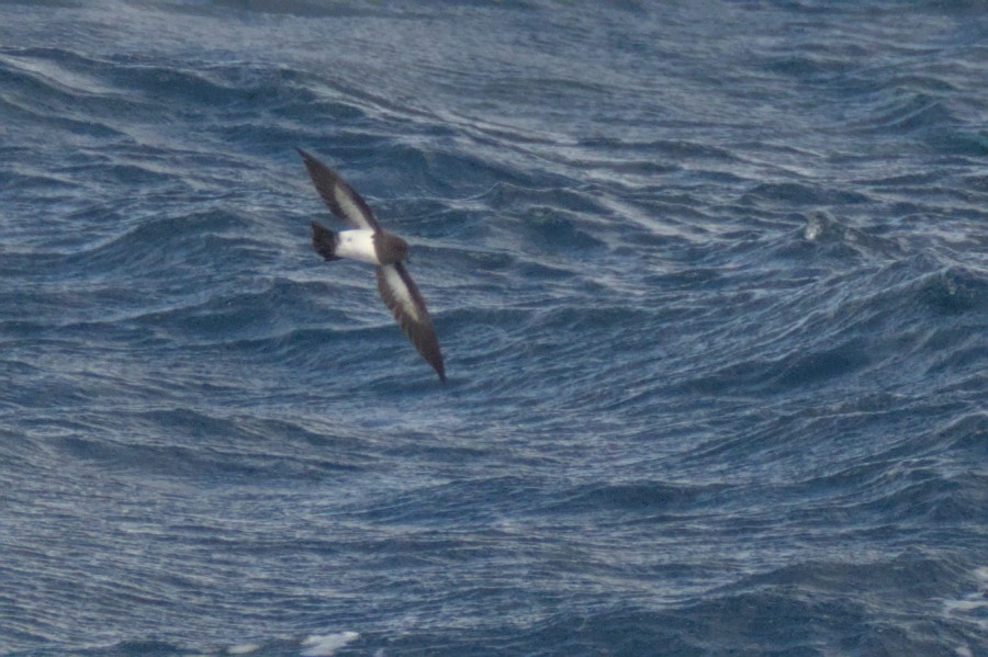 White-bellied Storm-Petrel - ML636652398