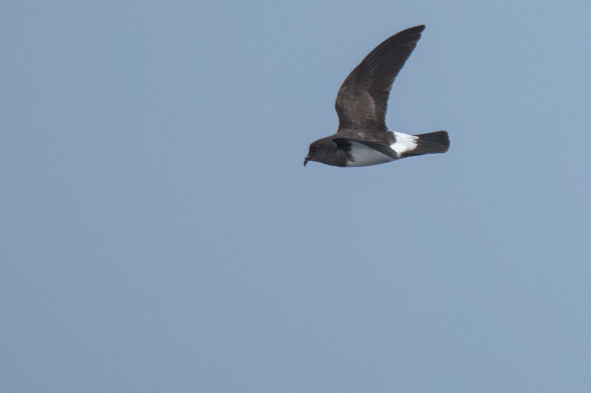 White-bellied Storm-Petrel - ML636652399