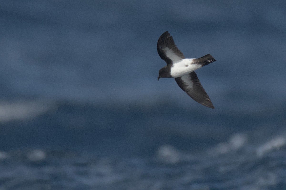 White-bellied Storm-Petrel - ML636652400