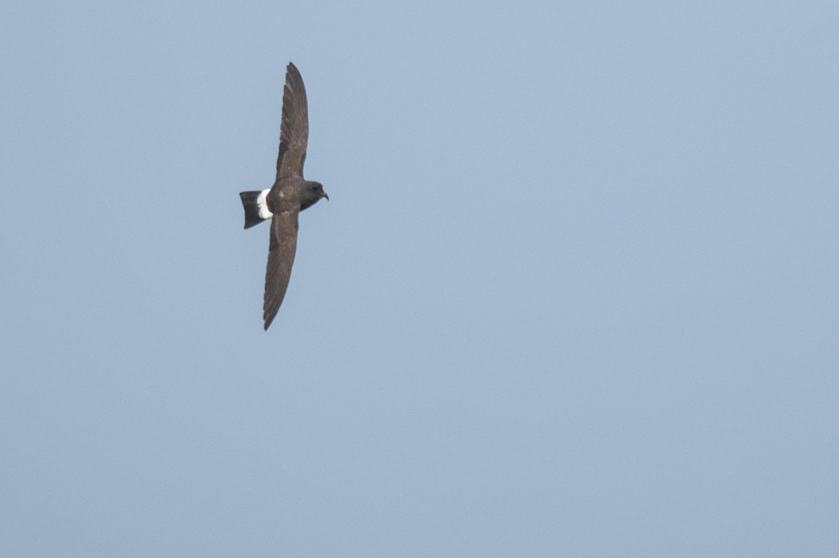White-bellied Storm-Petrel - ML636652402