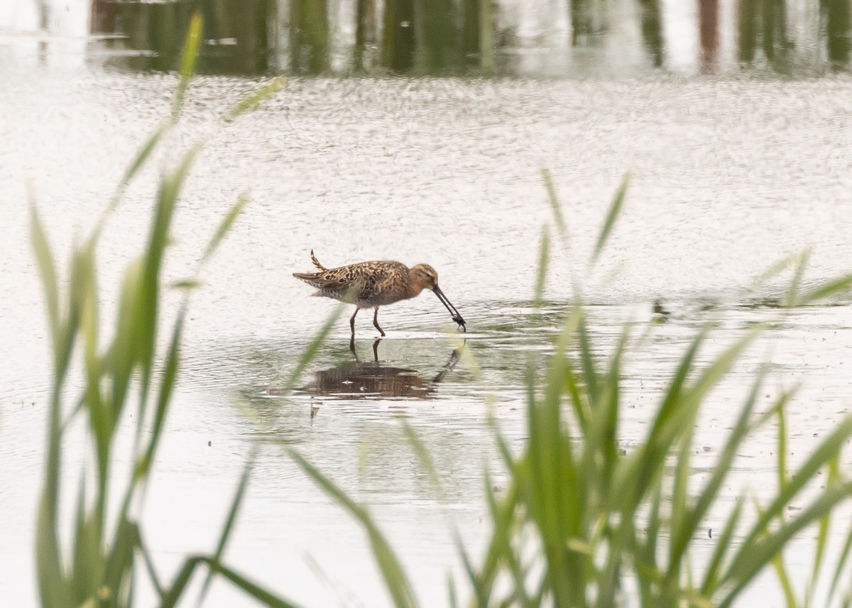 Short-billed Dowitcher - ML636652596
