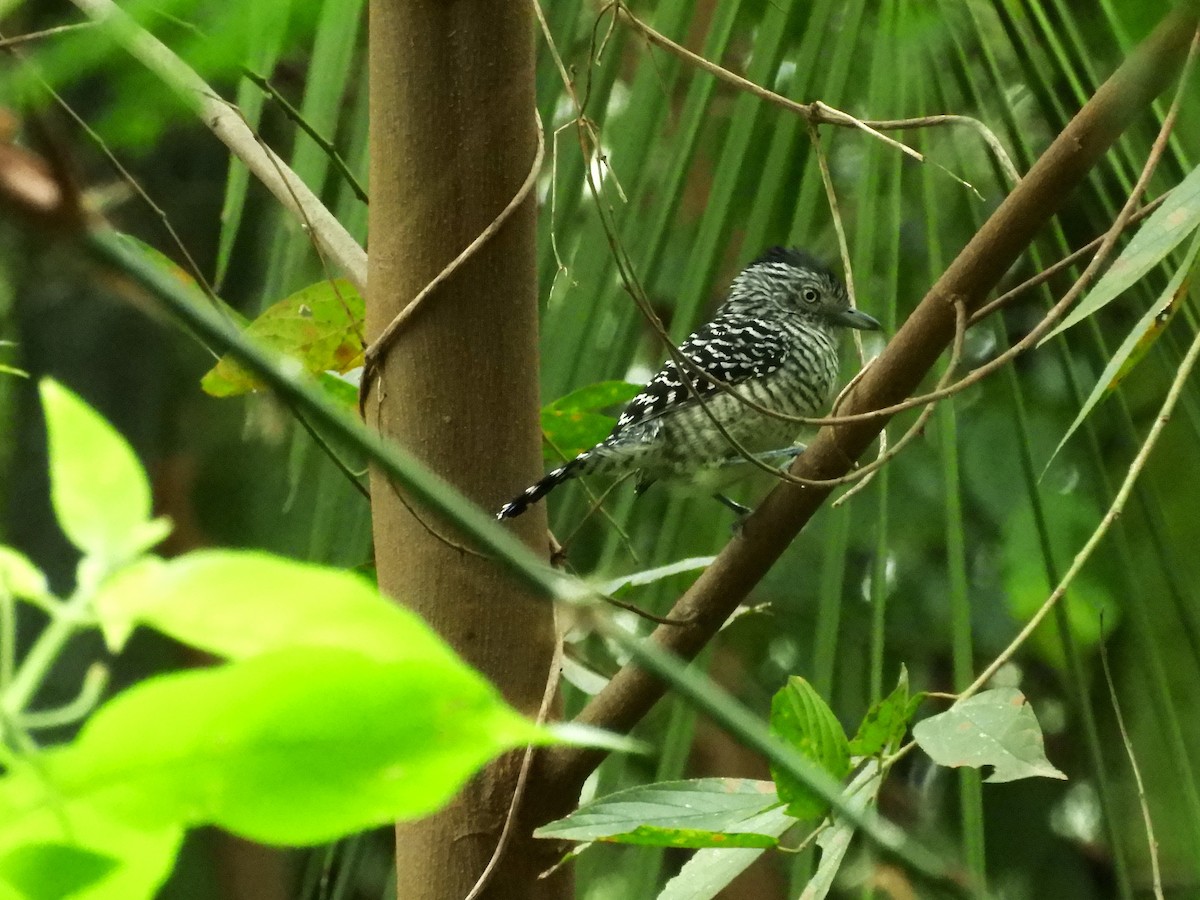 Barred Antshrike - ML636652692