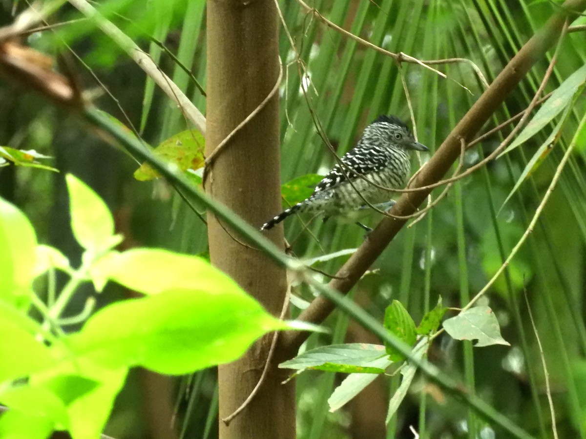Barred Antshrike - ML636652693