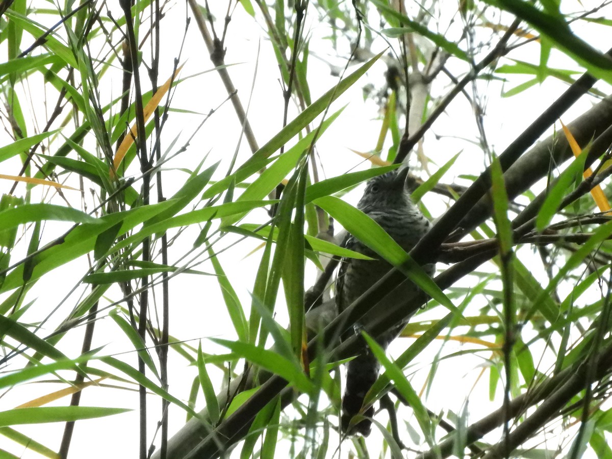 Barred Antshrike - ML636652695