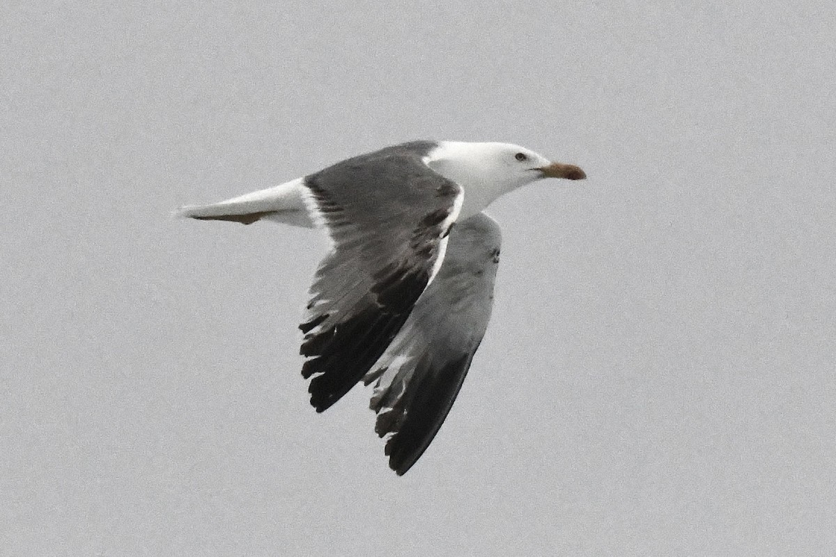 Lesser Black-backed Gull (graellsii) - ML636652817