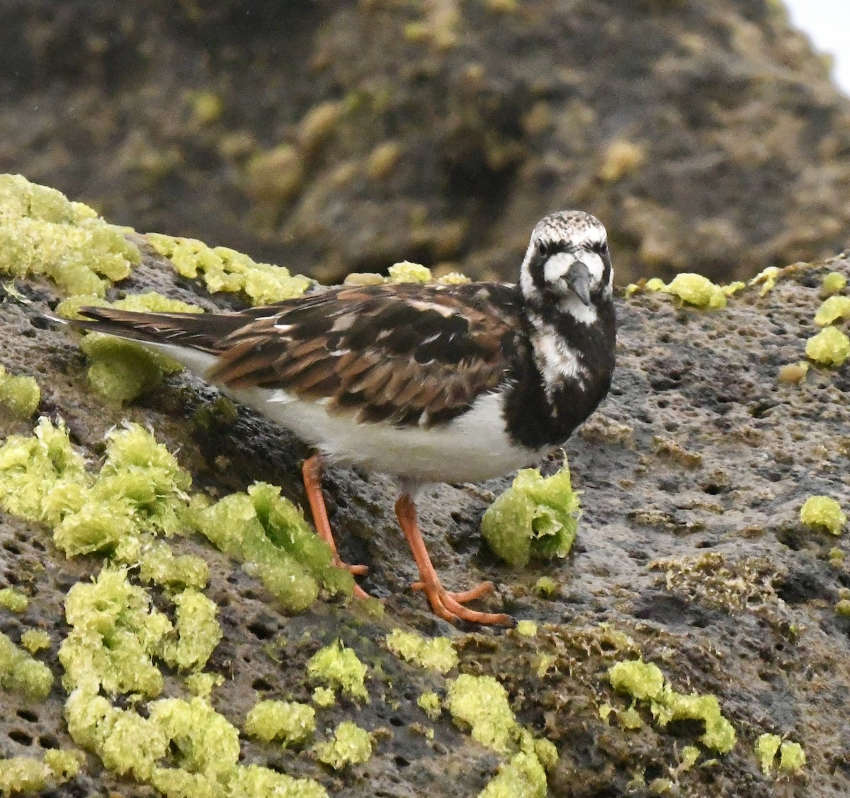Ruddy Turnstone - ML636652834