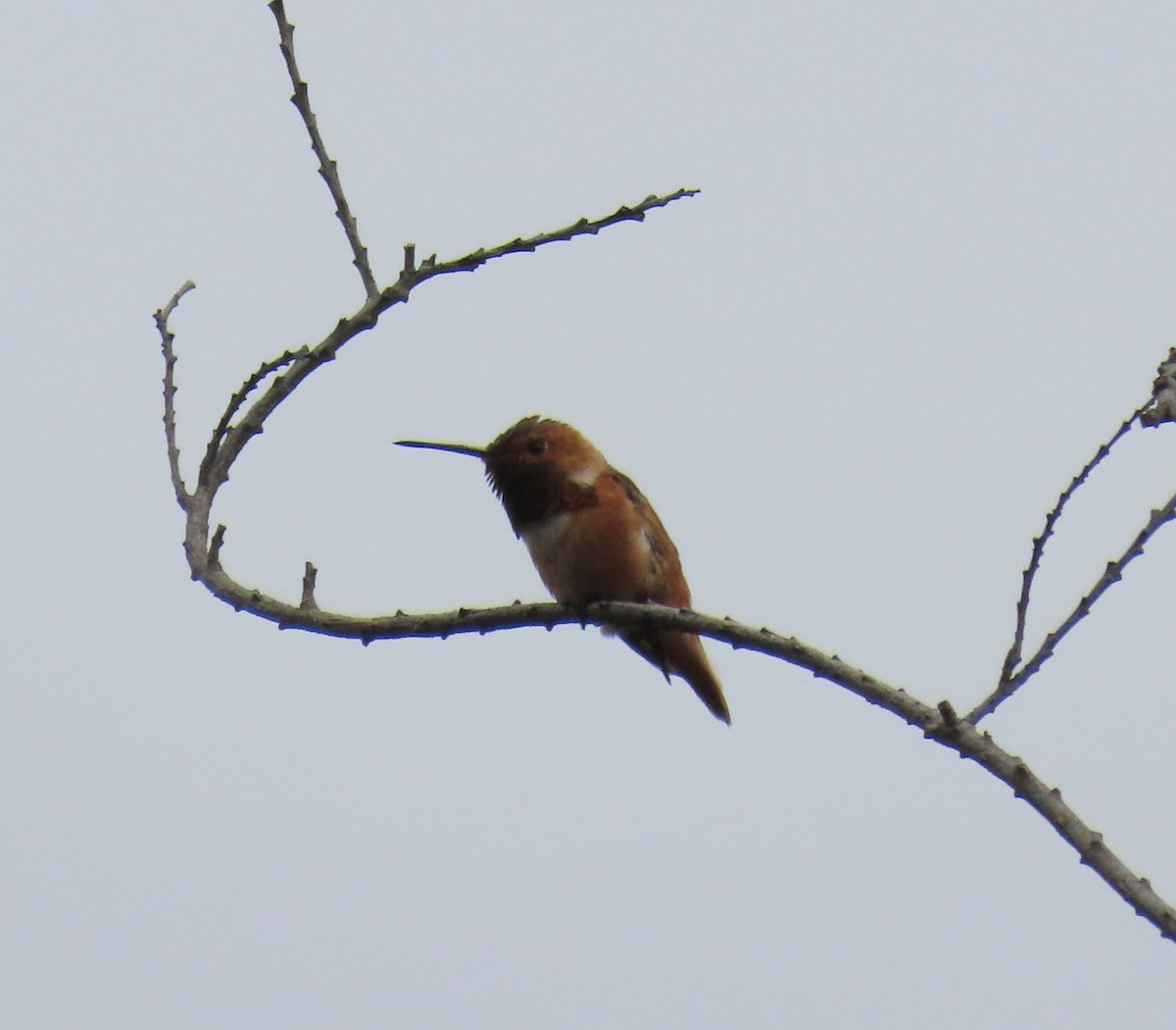 Allen's Hummingbird - ML636652853